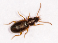 Trechus quadristriatus